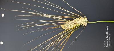 Click for 2 image(s) for this accession. SPIKE